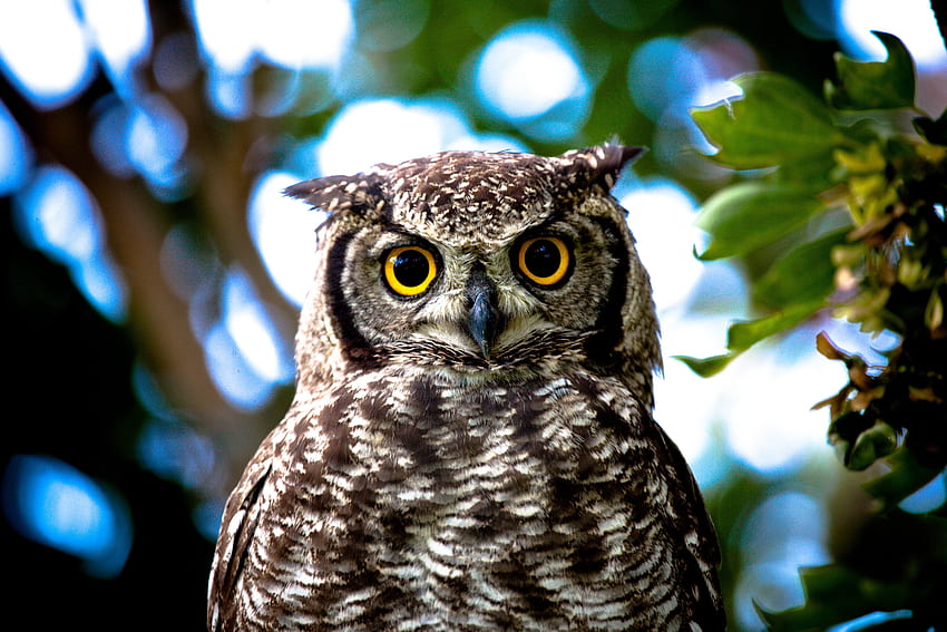 Animals, Owl, Close-Up, Yellow Eyes HD wallpaper