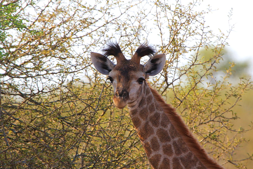 Animals, Spotted, Spotty, Ears, Giraffe HD wallpaper