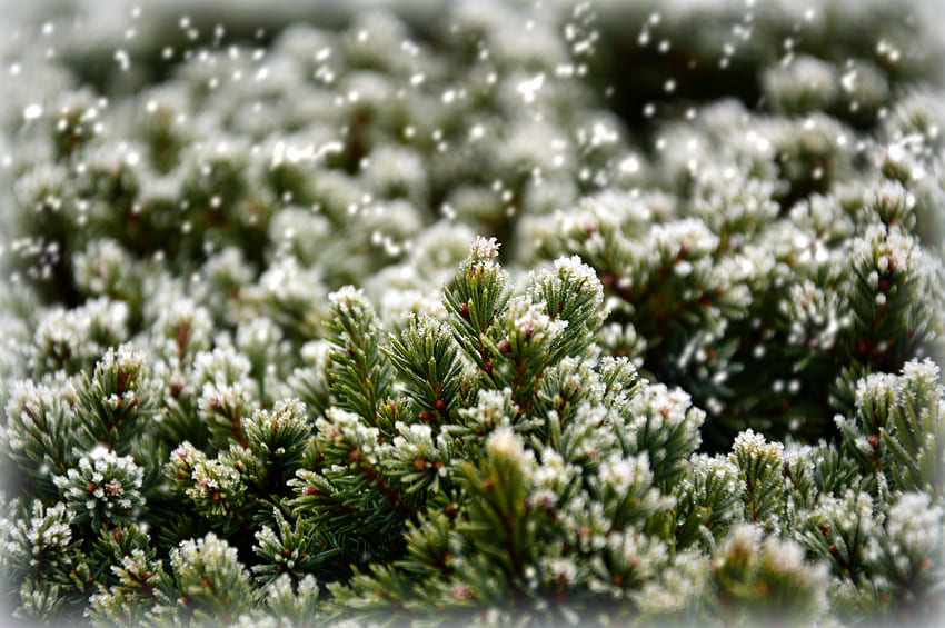 Close up, snowfrost, pine leaves HD wallpaper