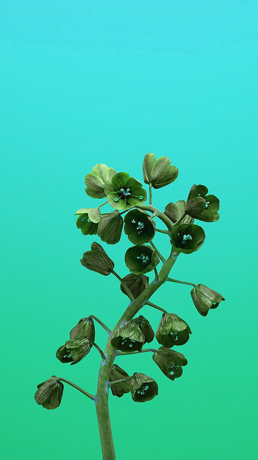 Apple Iphonex Flower Illustration Art Green HD phone wallpaper