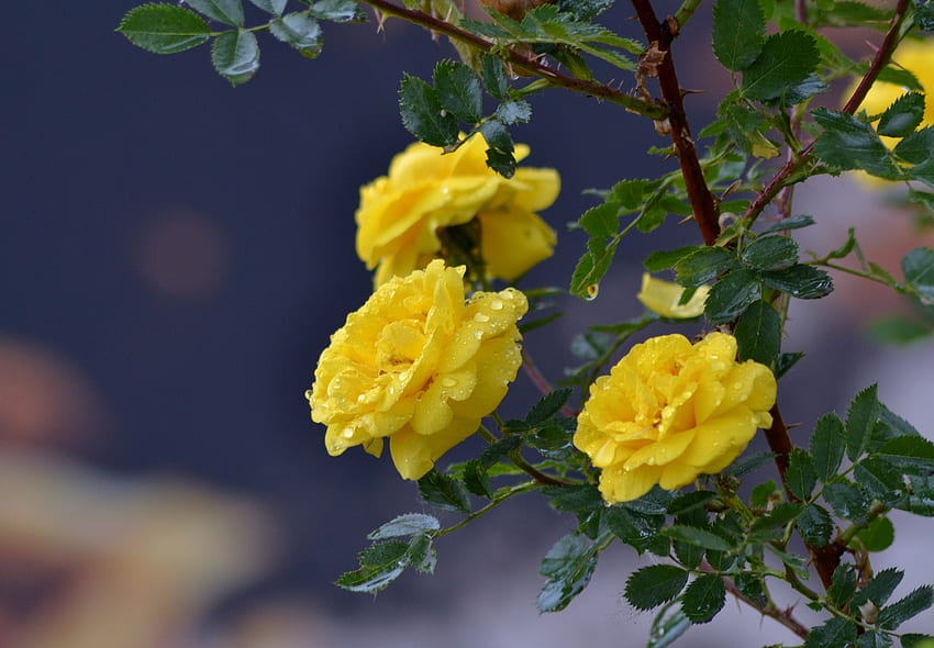 Flowers, Roses, Drops, Branch, Yellow Roses HD wallpaper