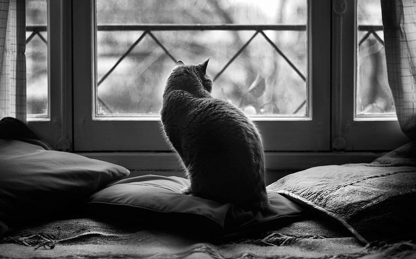 Cat Bed Window - ZoomWalls. Animal , Cat background, Cat graphy, Cat ...