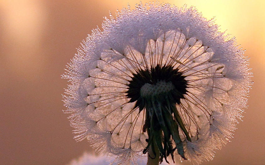 Blume, Makro, Frost, Raureif, Stängel, Stiel, Löwenzahn HD-Hintergrundbild