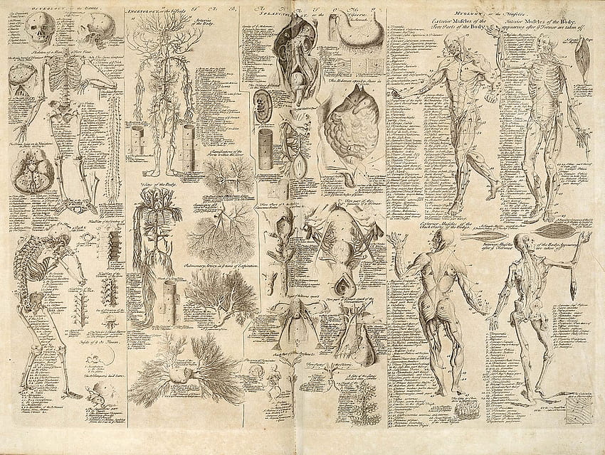 Anatomisches Diagramm, Cyclopaedia, 1728, Band 1, zwischen den Seiten 84 und Animal Anatomy HD-Hintergrundbild