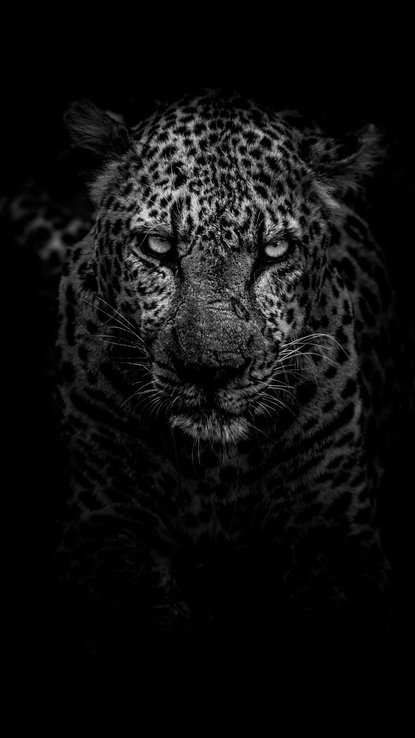 Leopardo, confiado, depredador, oscuro, monocromo. fondo de pantalla del teléfono