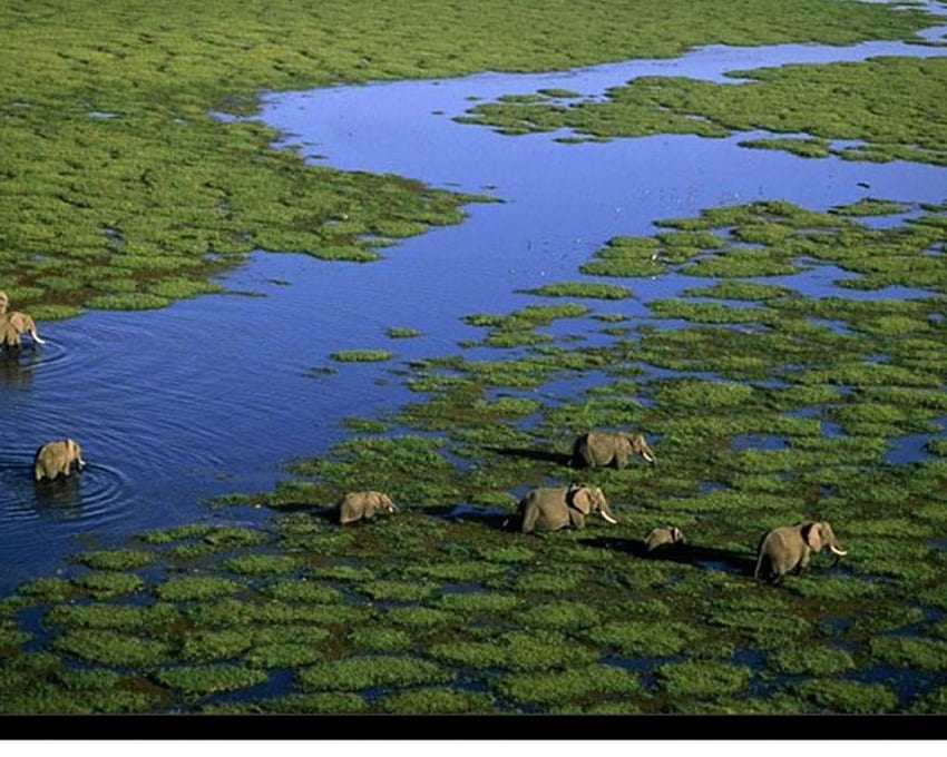 Stado słoni, słonie trekkingowe, duże, szare Tapeta HD