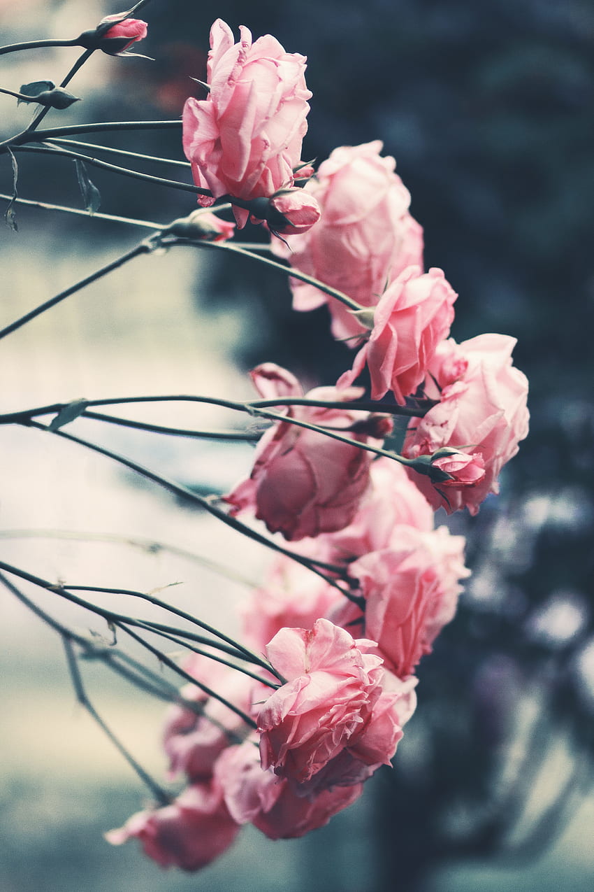꽃, 장미, 핑크, 부시, 흐림, 부드러운, 정원 HD 전화 배경 화면