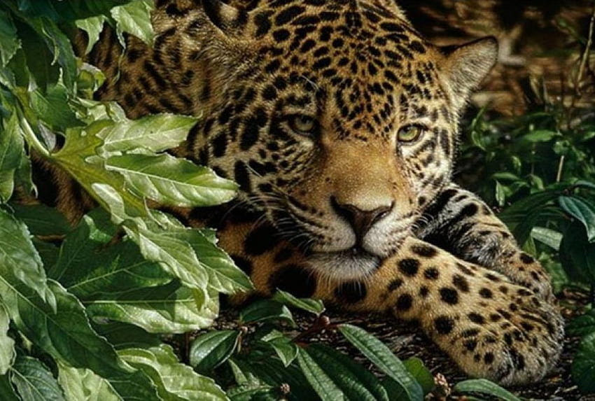 Leopardo in attesa, giungla, leopardo, foglie verdi, art Sfondo HD