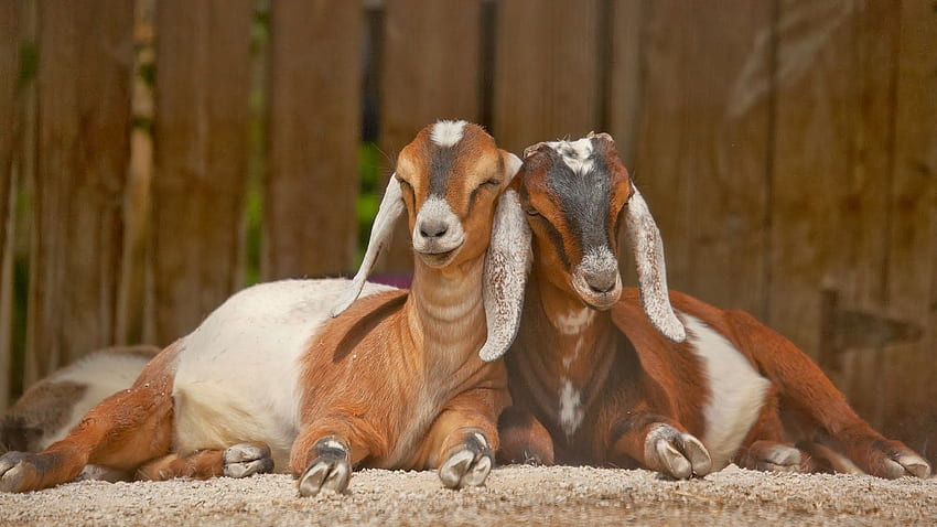 Beautiful Animal Goat - Goat - & Background, Baby Goat HD wallpaper