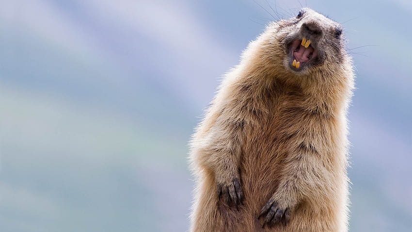 Marmotte , Animal, QG Marmotte . 2019 Fond d'écran HD