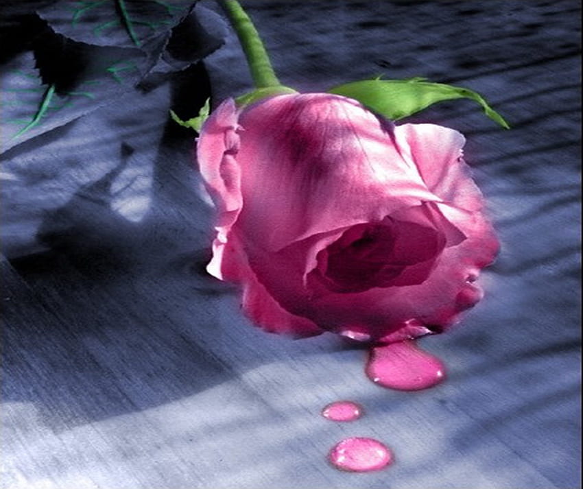น้ำค้างของดอกกุหลาบ กุหลาบสีชมพู หยดน้ำค้าง ก้านสีเขียว กุหลาบดอกเดียว วอลล์เปเปอร์ HD