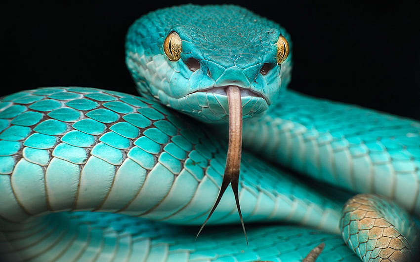 Trimeresurus Albolabris Insularis Reptile Japanese Blue Poison, Blue Snake HD wallpaper