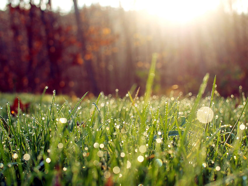 früher morgen, tau, gras, licht, makro, morgen, sonne. Rosen und Veilchen, Gras, Beleuchtet, Sommermorgen HD-Hintergrundbild