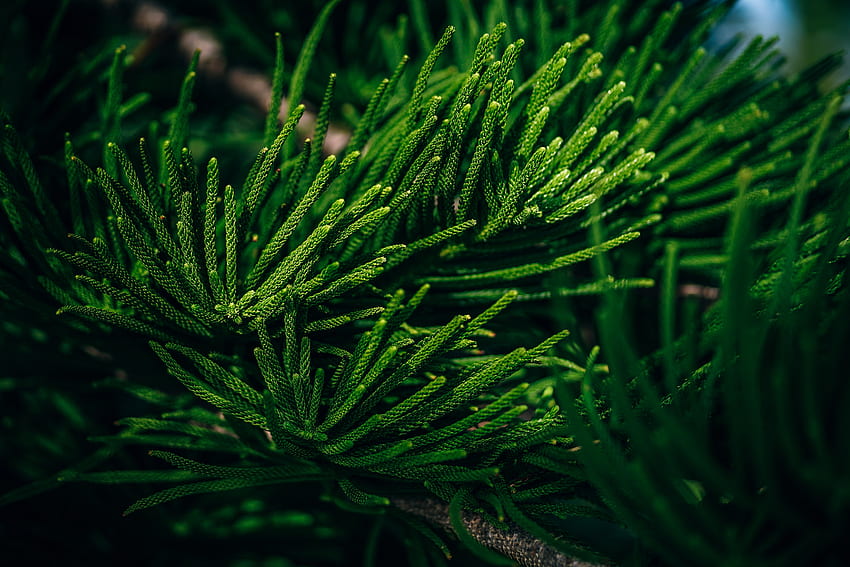 Природа, листа, клон, игли, тропически, вечнозелени HD тапет