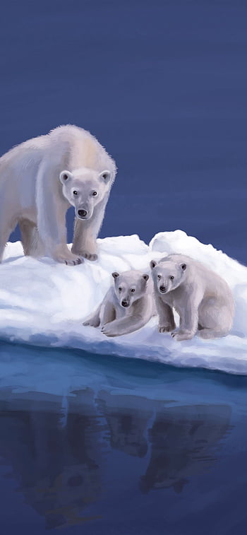 Wallpaper ID: 423881 / Animal Polar Bear Phone Wallpaper, , 828x1792 free  download
