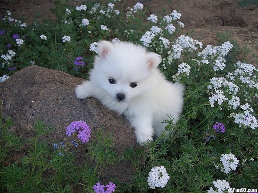 Amerikan Eskimo Köpek yavrusu ve . Güzel, Sevimli Beyaz Köpek HD duvar kağıdı