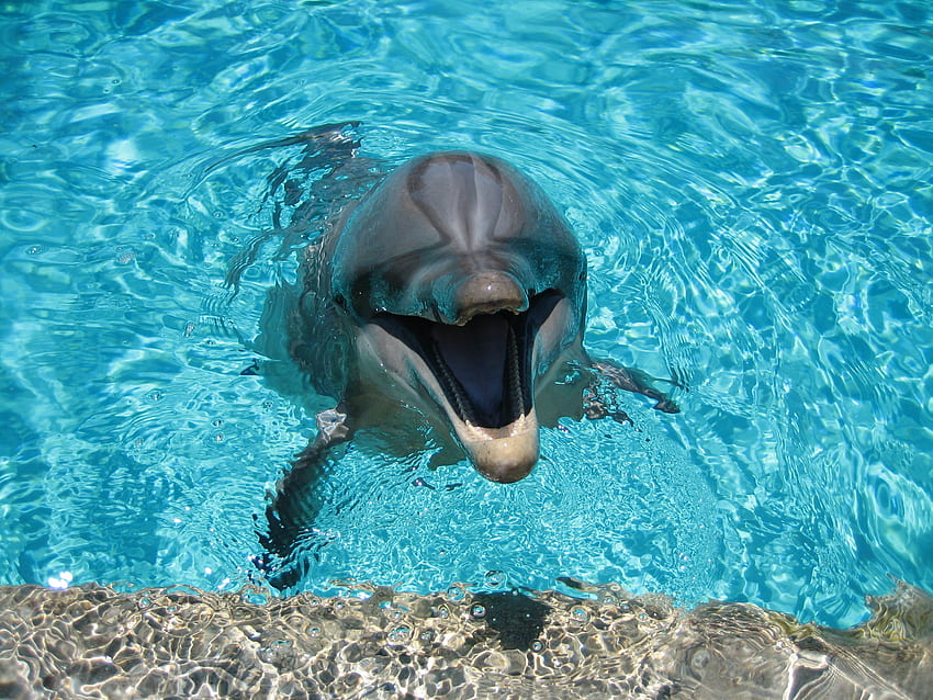 Delfin, zwierzęta, woda, uśmiech, basen Tapeta HD