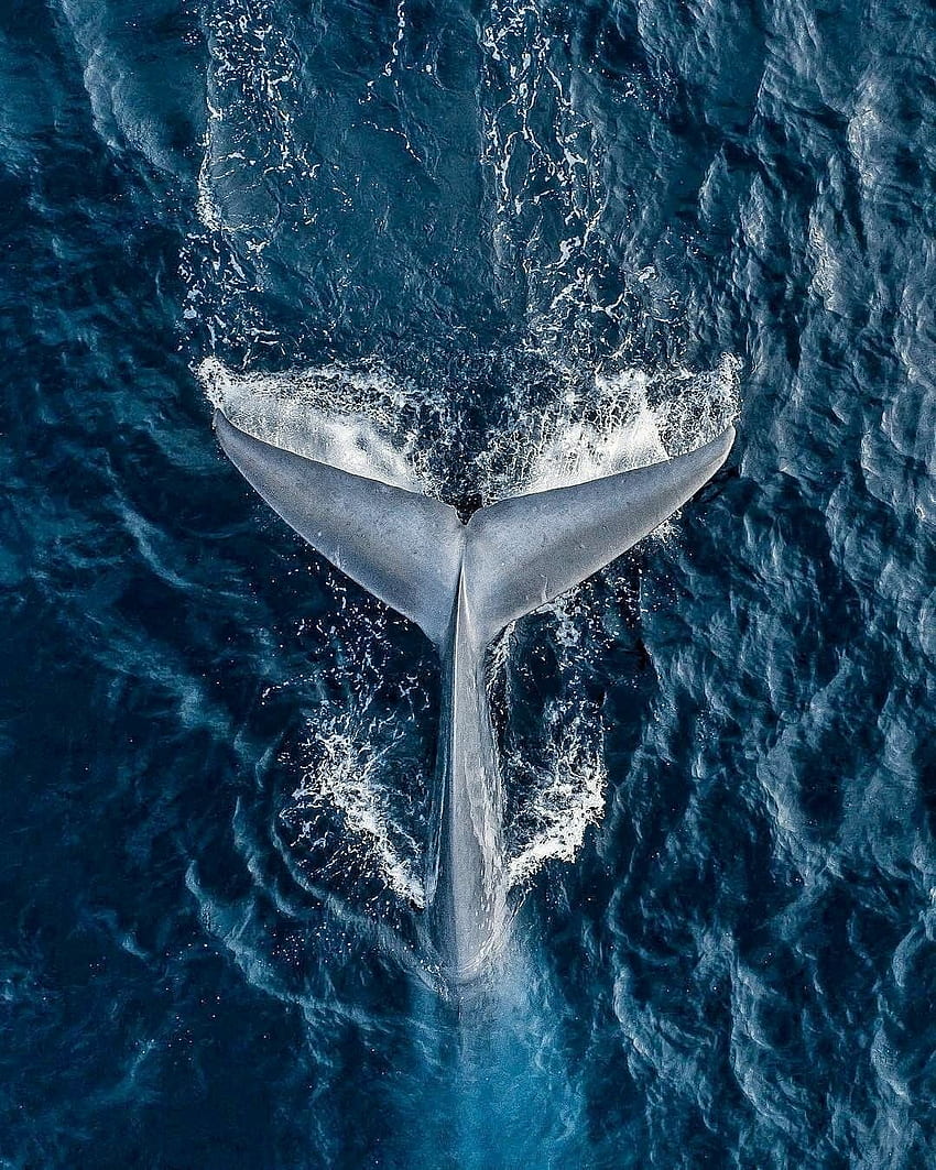 paloma silvestre su Balene. Oceano, balena, balenottera azzurra Sfondo del telefono HD