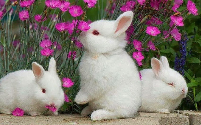 Rabbit beautiful 2014 [] for your , Mobile & Tablet. Explore Bunny . Baby Bunny , Easter Bunny , Bunny HD wallpaper