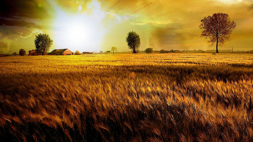 Fields Of Gold Manipulated Nature, Gold Sky HD wallpaper