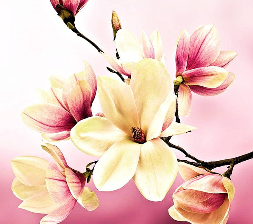 แมกโนเลีย ธรรมชาติ ดอกไม้ สวย วอลล์เปเปอร์ HD