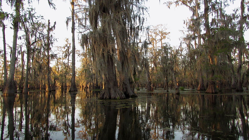 La tranquila belleza del pantano del sur de Luisiana, pantano de Luisiana fondo de pantalla