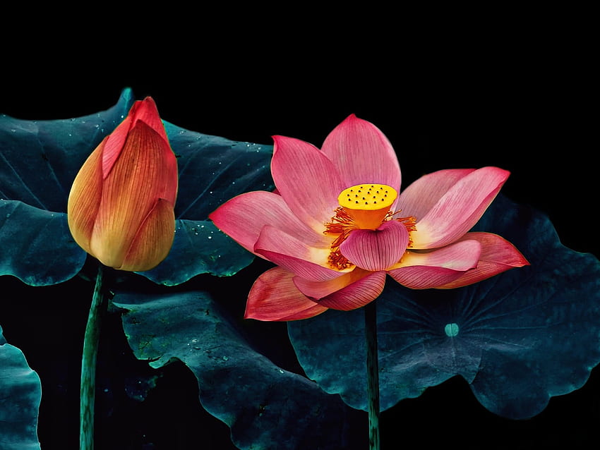 Lotus, Flores, Brote, Rosa fondo de pantalla