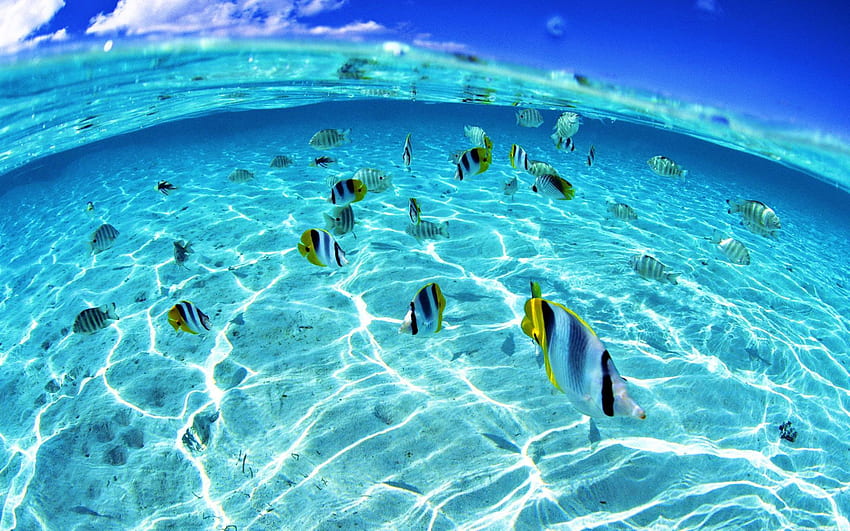 Mohamed Khaled on Sea, sea and sea. Underwater , Beach scenery, Underwater fish, Under Sea HD wallpaper