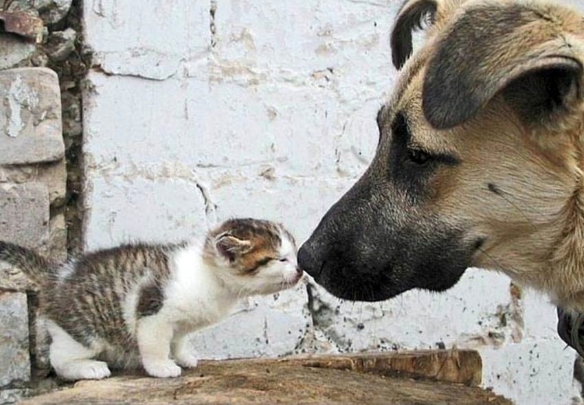 cat and dog, dog, kitten, cat, pet HD wallpaper