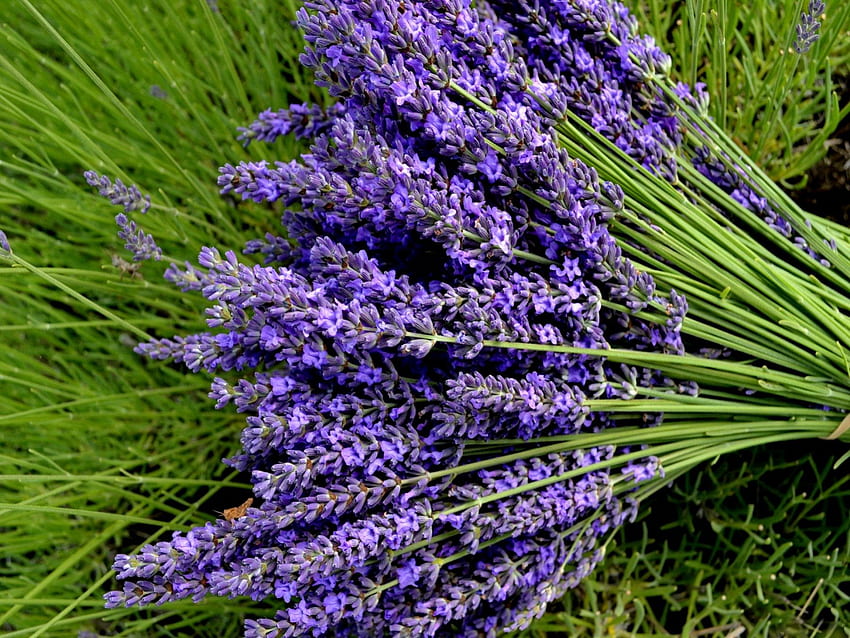 Lavendelstiele, blau, Stiele, Wiese, schön, Gras, schön, zart, hübsch, Feld, grün, Lavendel, Grün, Natur, Blumen, schön, Harmonie HD-Hintergrundbild