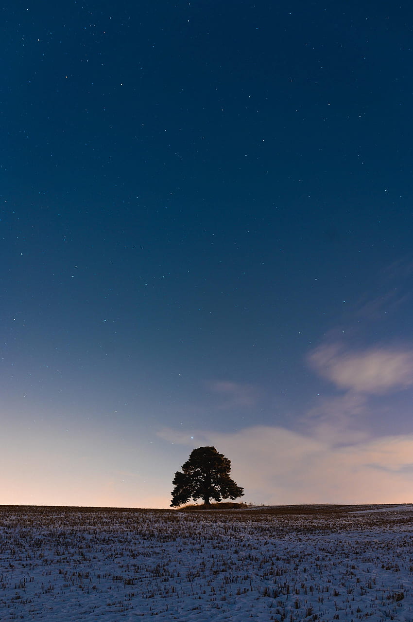 Nature, Twilight, Snow, Wood, Tree, Field, Dusk HD phone wallpaper