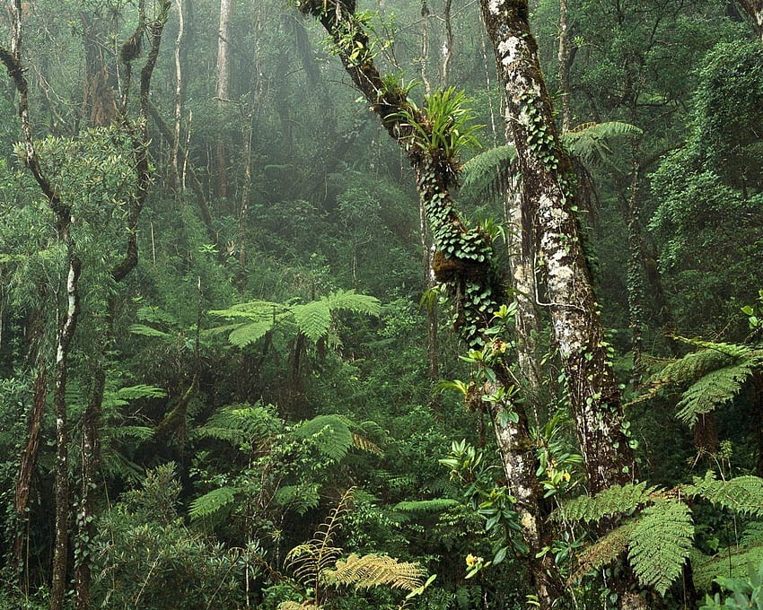 Iklim hutan hujan tropis (hari hujan) Wallpaper HD