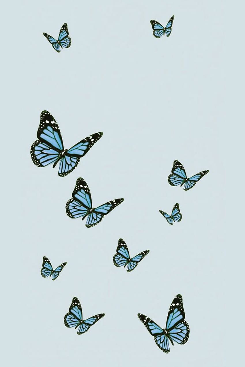 Cute blue butterfly HD wallpapers | Pxfuel