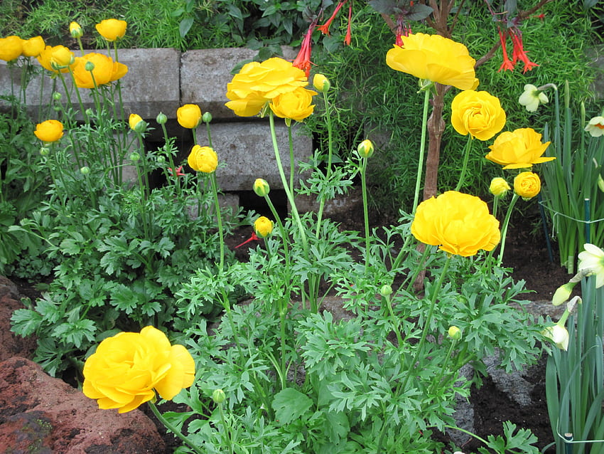 ดอกไม้บำบัด 16 สีเหลือง กราฟิ สีเขียว ดอกไม้ สวน วอลล์เปเปอร์ HD
