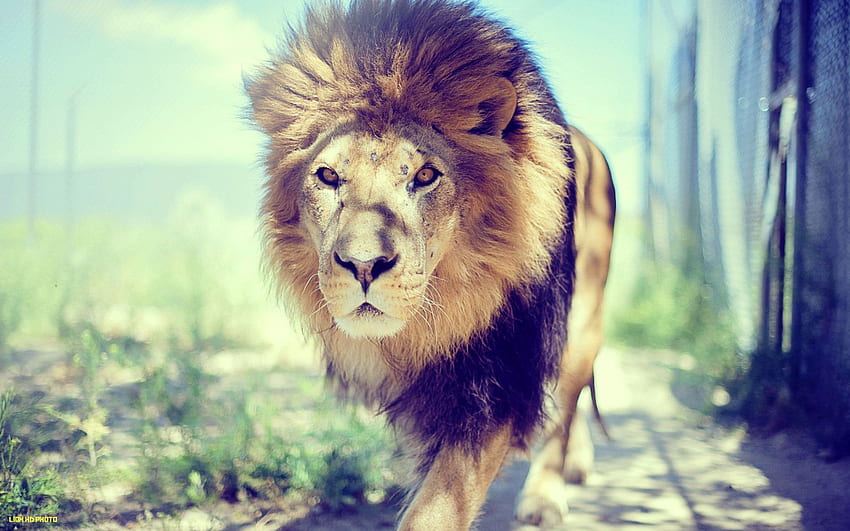 Lion - lion, Brave Lion HD wallpaper