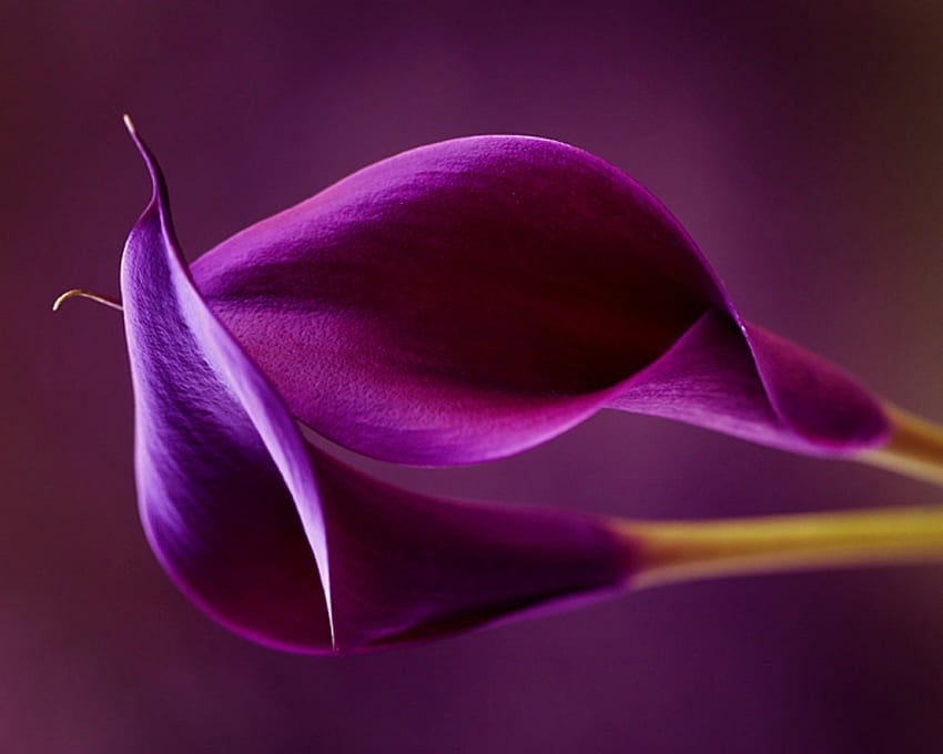 Bunga, ungu, alam, kelopak Wallpaper HD