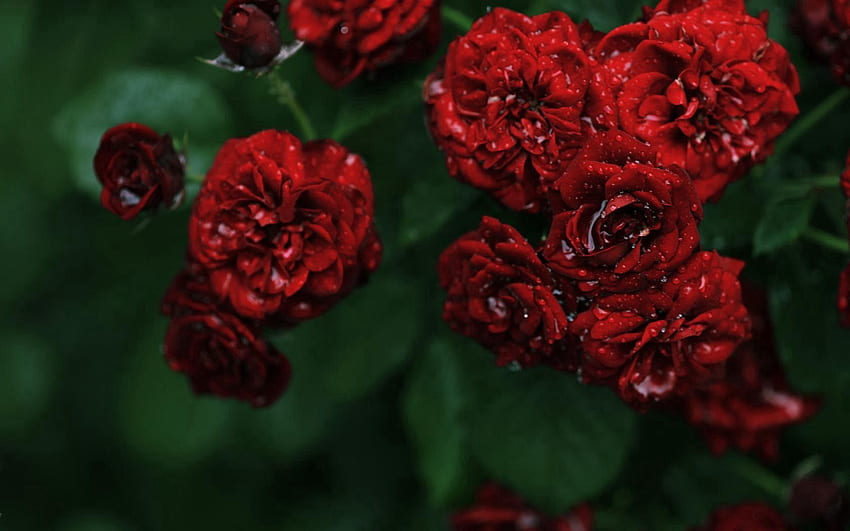 Drops, Rosée, Fleurs, Eau, Roses, Bush, Macro, Petit, Rosaces Fond d'écran HD