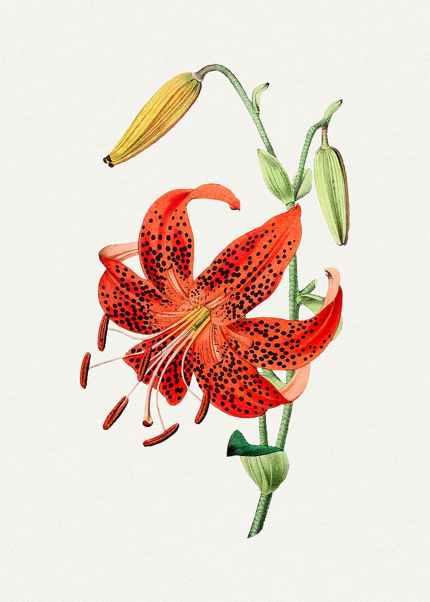 Tiger Lily . , PNG Stickers, & Background - rawpixel HD phone wallpaper