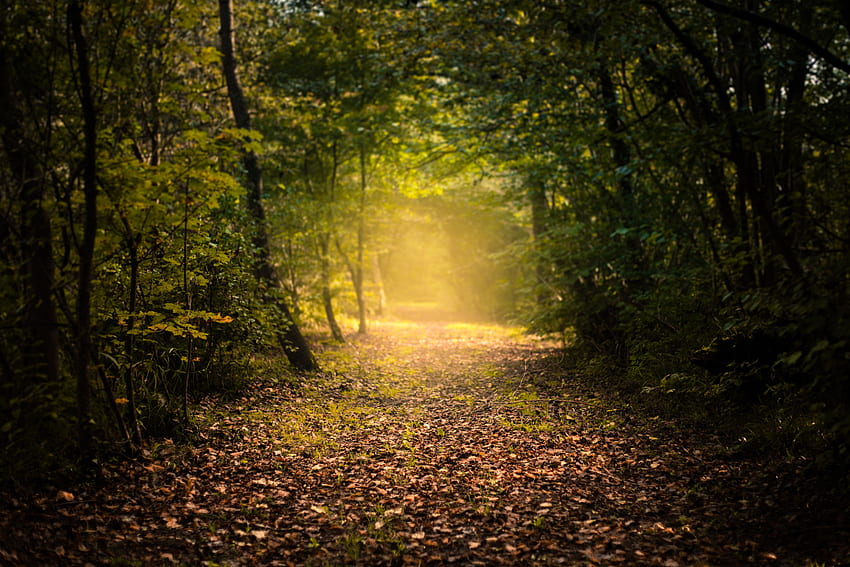 Natur, Herbst, Wald, Nebel, Weg, Laub HD-Hintergrundbild