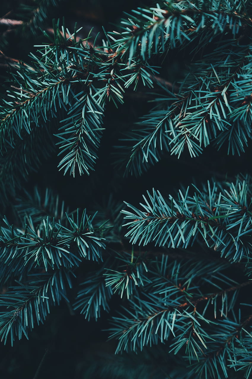 Nature, Needle, Forest, Branches, Fir, Spruce HD phone wallpaper