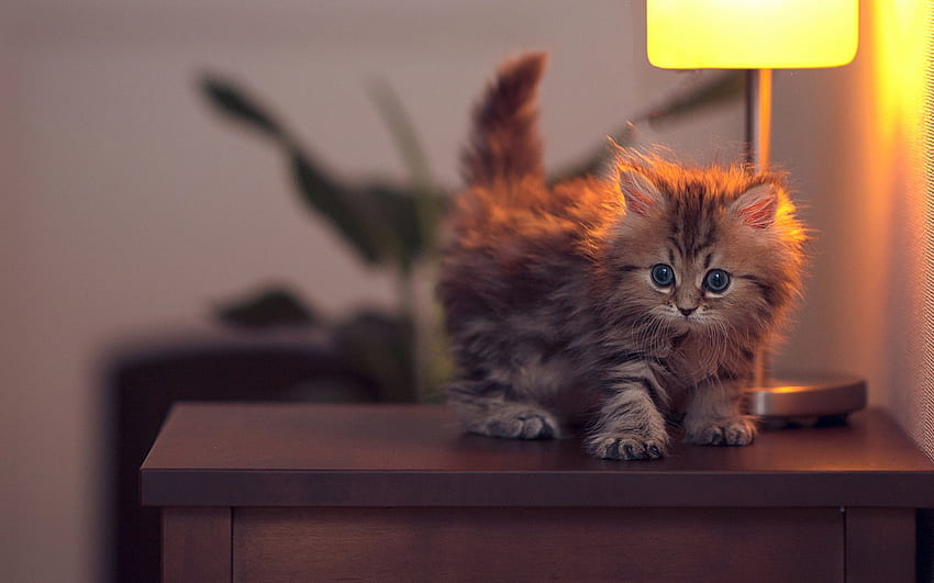 Kitty, doce, gatinho, animais, gatos, fofos, lindos, adoráveis papel de parede HD