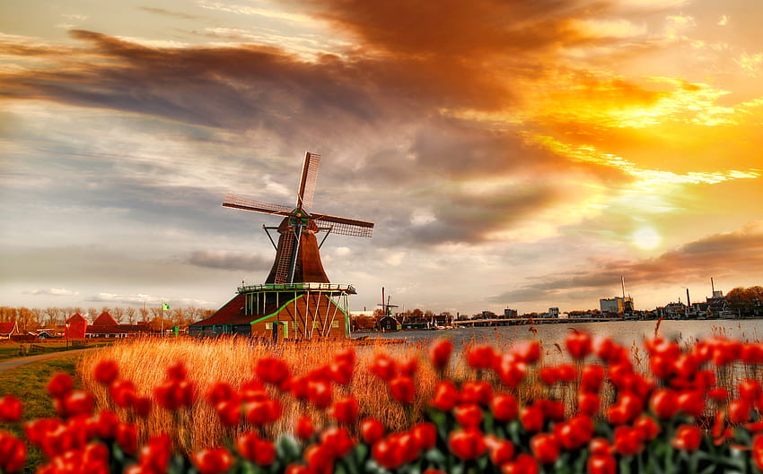 전통적인, 네덜란드어, 아름다운, 암스테르담, 구름, 하늘, 풍차, 네덜란드, 꽃, 튤립, 암스테르담 봄 HD 월페이퍼