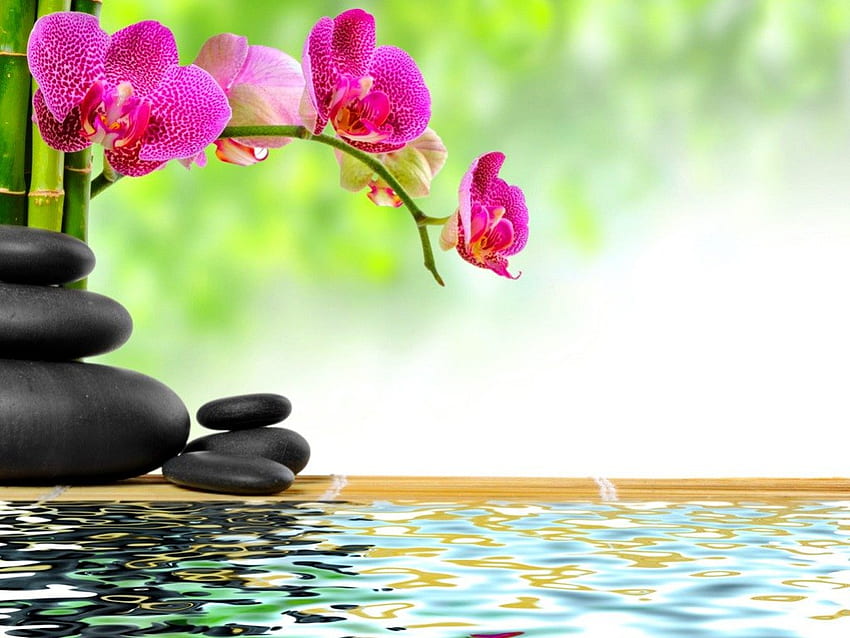 Piedras zen y bambú, agua, bambú, hermoso, flores, orquídeas, piedras, reflejo, spa, verano, verde, zen fondo de pantalla