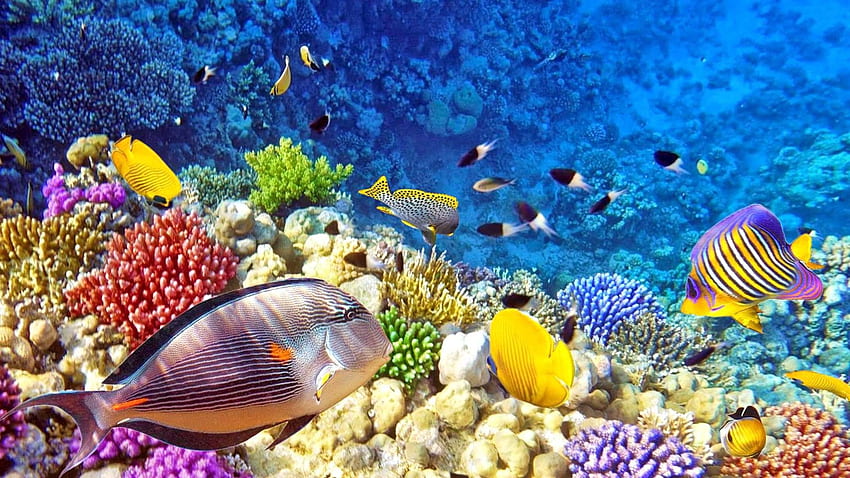 Raja Ampat Podwodne Tropikalne Kolorowe Ryby Koral, Rafa Koralowa Tapeta HD