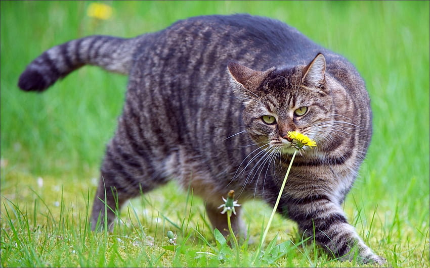 Animals, Grass, Cat, Stroll, Thick, Fat, To Sniff, Smell HD wallpaper