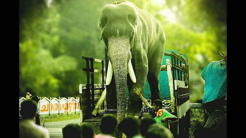 Mangalamkunnu karnan VS Chemmarappally Manikyam, elefante de Kerala fondo de pantalla