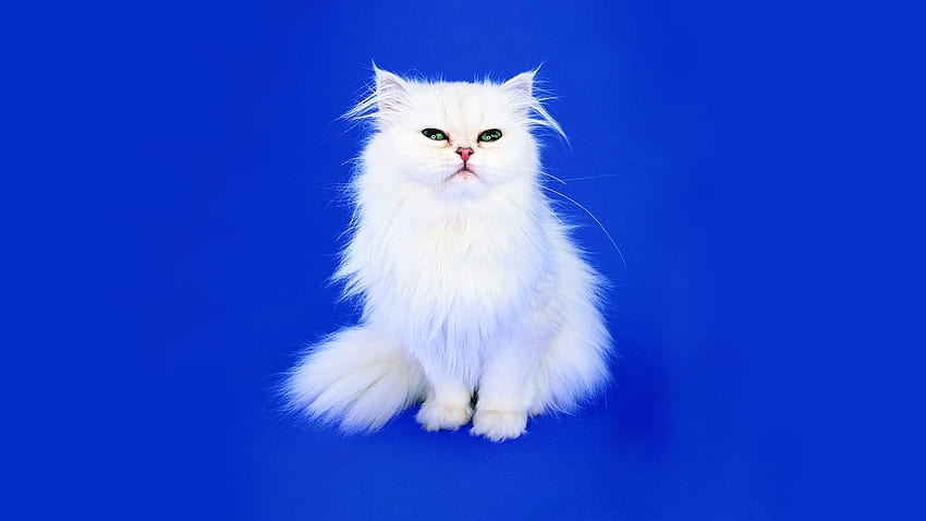 Furry White Cat with Blue Background HD wallpaper