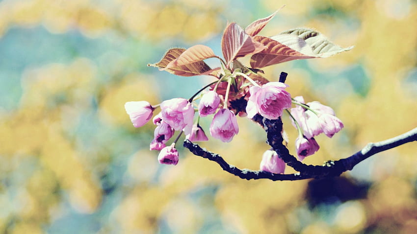Pflanze, Makro, Blüte, Blüte, Zweig, Frühling HD-Hintergrundbild
