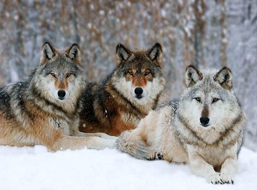 Trío salvaje, invierno, blanco, negro, lobos, gris, marrón, nieve, tres, bosque fondo de pantalla