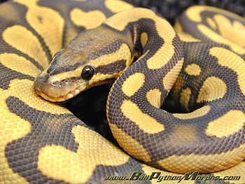 Banana Leopard Lesser Pastel – Markus Jayne Ball Pythons, banana ball ...